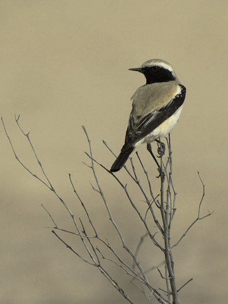 Aavikkotasku, Desert Wheatear, Oenanthe deserti